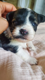 Photo n°24 de La Maison de Prigailla à Bernos-Beaulac (Éleveur de chiens)