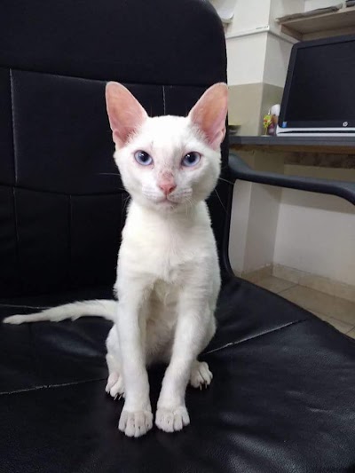Photos of arka Vets