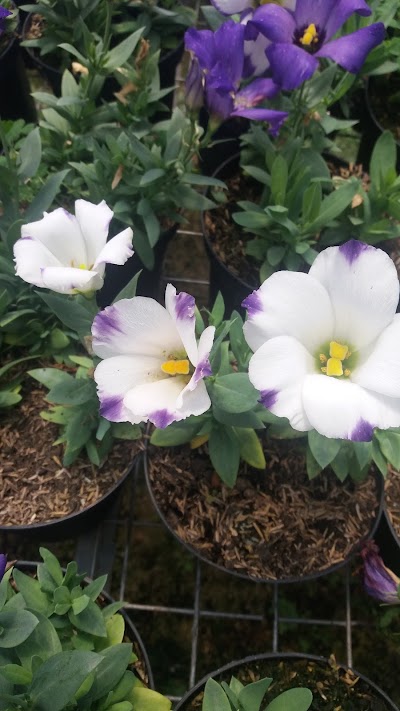 Photos of San Nicolas Gardens
