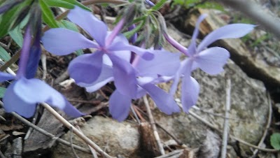 Photos of Woodridge Primitive Tent Camping & Hiking