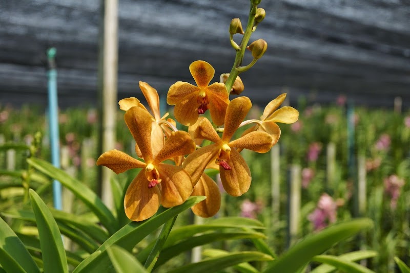 きくや アジアのきくや