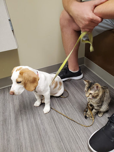 Highland Animal Hospital LLC Gallery - United States