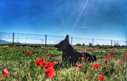 Hotel para perros WORKAN