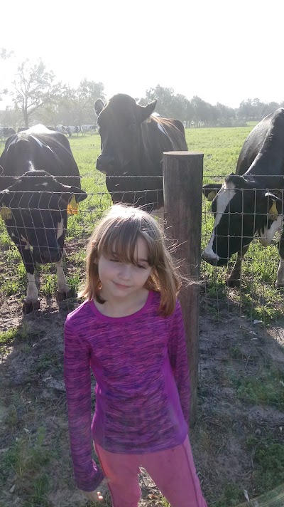 Photos of North Florida Holsteins