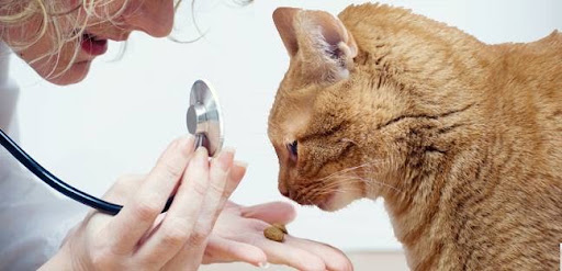 Eglinton Veterinary Facilities - Thumbnail