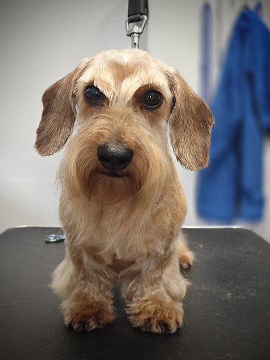 Psi fryzjer | koci fryzjer -Planet groom