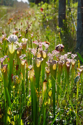 Yellow River Marsh Preserve State Park - Thumbnail