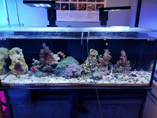Rusty's Reefs - Thumbnail
