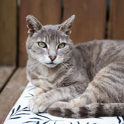 Photo n°78 de Sous les Micocouliers à Eygalières (Restaurant de cuisine traditionnelle)