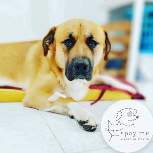 Spay Me CDMX