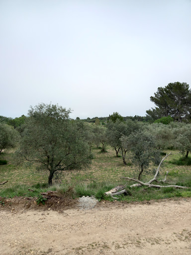 Plateau de la Crau Gallery - France