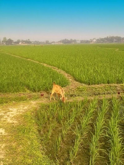 Photos of Bagdahar Market