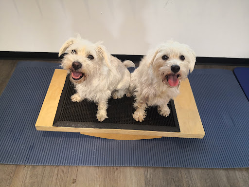 agil & vital - Physiotherapie & Osteopathie für Hunde - Thumbnail
