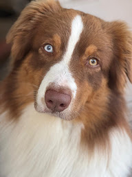 Photo n°11 de Élevage de l'Amour de l'arche de Noëlle à Éclaron-Braucourt-Sainte-Livière (Éleveur)