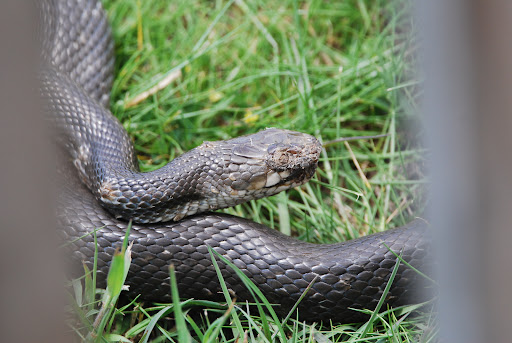 Marsh Trail - Visual