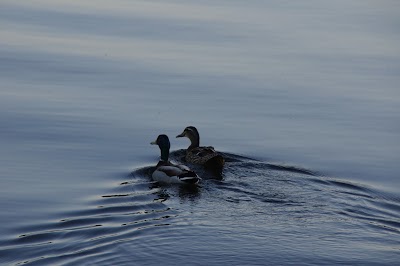 Photos of Birkhede Feriehusudlejning V. Jonna Jensen