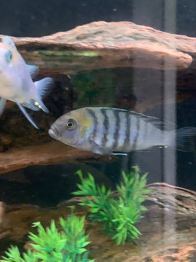 Bossfish specialty Cichlids