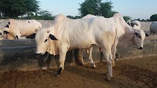 Agbro Poultry Breeding Farms rawalpindi