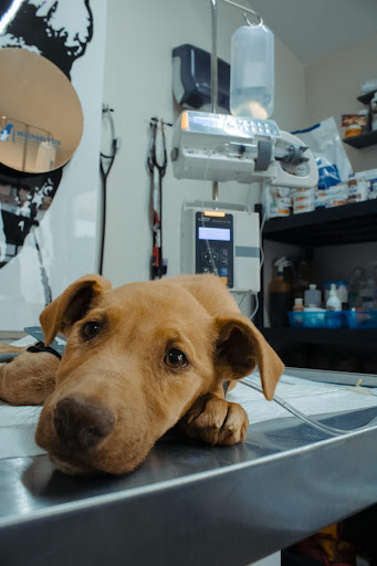 Clínica Veterinaria 24 Horas Recovery Pets