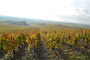 Photo n°11 de Champagne Yves SAINTOT à Avenay-Val-d'Or (Bar)