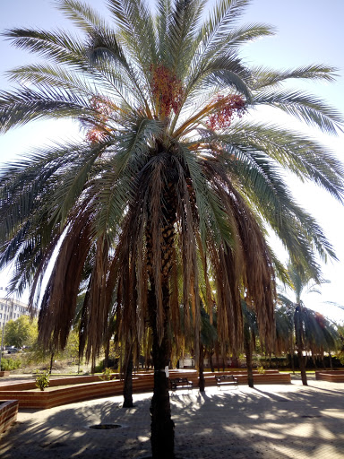 CEIP Manuel Pacheco