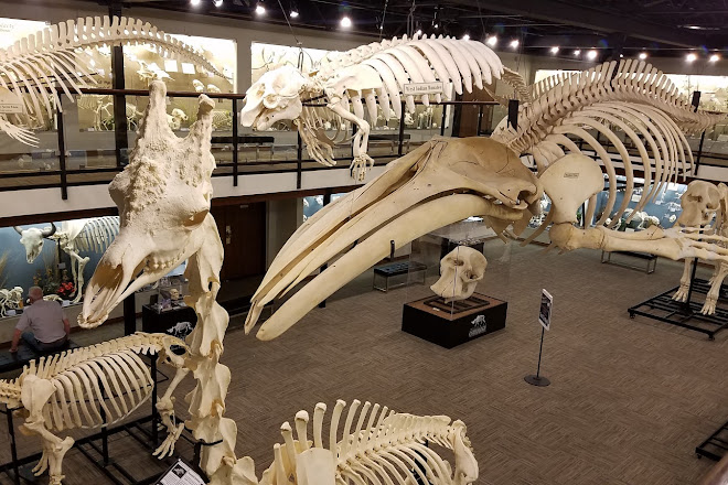 SKELETONS: Museum of Osteology, Oklahoma City, United States