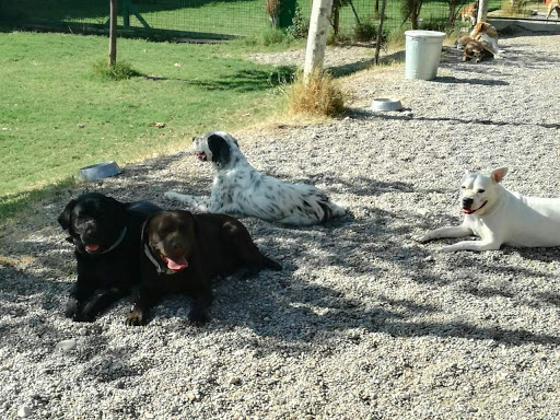 Hotel para perros Residencia Canina Happy Dogs