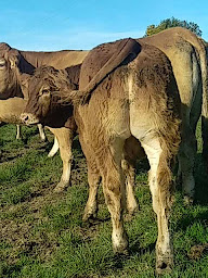 Photo n°6 de EI Hugues LEMESLE à Erdre-en-Anjou (Vendeur de viande en gros)