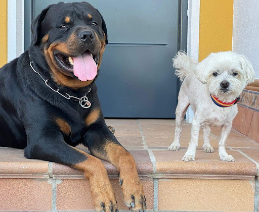Rottweiler De Bedia - Thumbnail