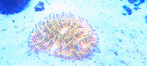 Coralfire - Thumbnail