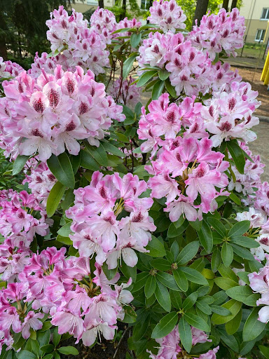Dufte Blume - Visual