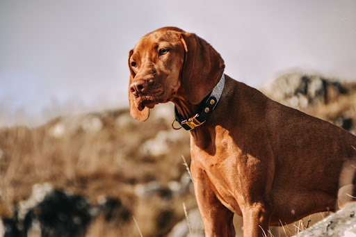 doggova - Visual