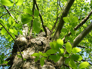Photo n°7 de La Ferme de Peyrou | Pierre-Thibaut Louche à Saint-Laurent-les-Bains-Laval-d'Aurelle (Ferme)