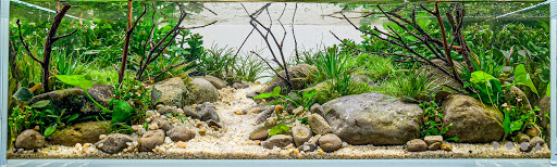 ABC Plants - Thumbnail