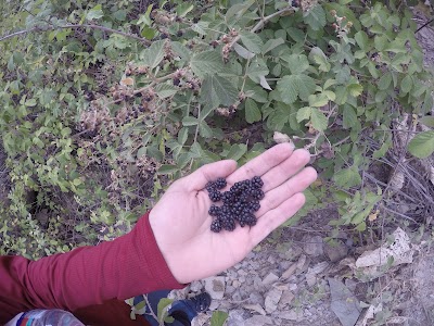 Photos of Idelik Shilat