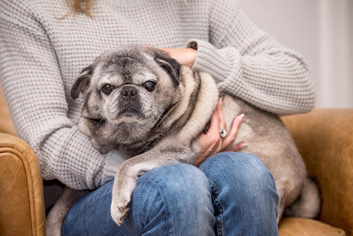 Here to Help Veterinary Hospice and At - Home Euthanasia Service - Thumbnail