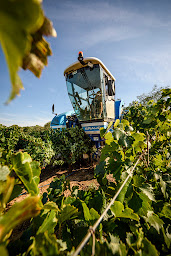 Photo n°3 de Les vignerons de Saint-Dézéry à Saint-Dézéry (Cave à vins)
