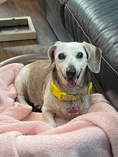 Cooper City Animal Clinic - Thumbnail