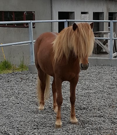 Photos of Viking Horses