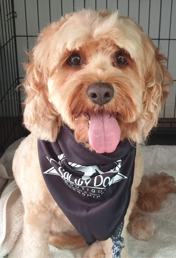 The Salty Dog Boutique and Grooming - Thumbnail