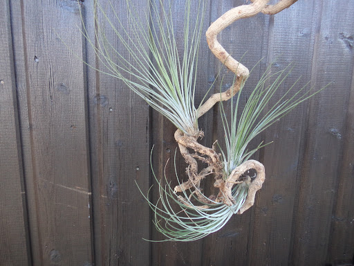 Breizh Tillandsias - Thumbnail