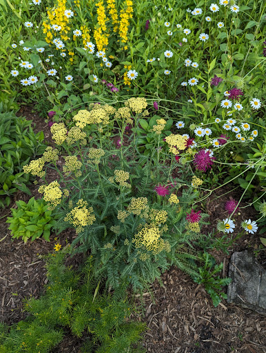Cranbrook gardens - Thumbnail
