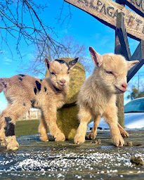 Photo n°25 de Les minis du Chalet à Sanry-lès-Vigy (Association agricole)