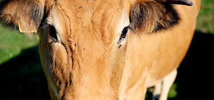 Photo n°16 de Les Prés Verts à Pré-en-Pail-Saint-Samson (Ferme)