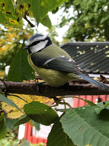 Airbnb gäststuga Fjärilen - Thumbnail
