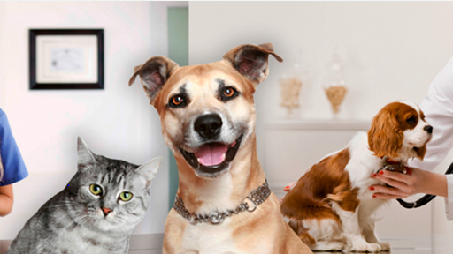 Centro Veterinario del Real Sitio