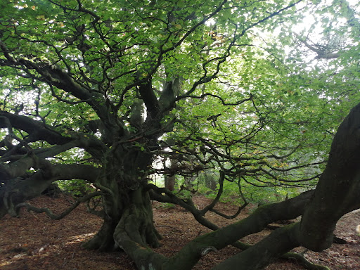 Whitwell Moor - Thumbnail