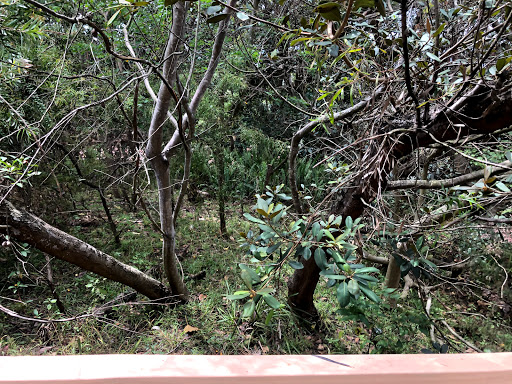 Pine/Arkland Street Reserve Gallery - Australia