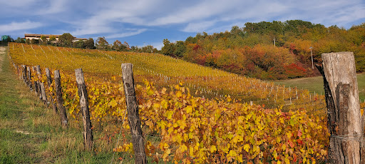 VIV Winery - Thumbnail