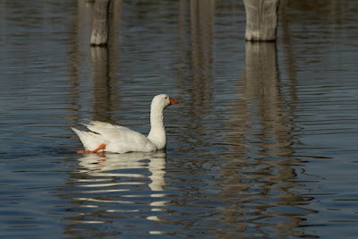 Photos of Boshack Outback - Perth Farmstay